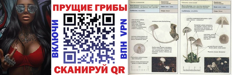 shop как зайти  Видное  Псилоцибиновые грибы Cubensis 